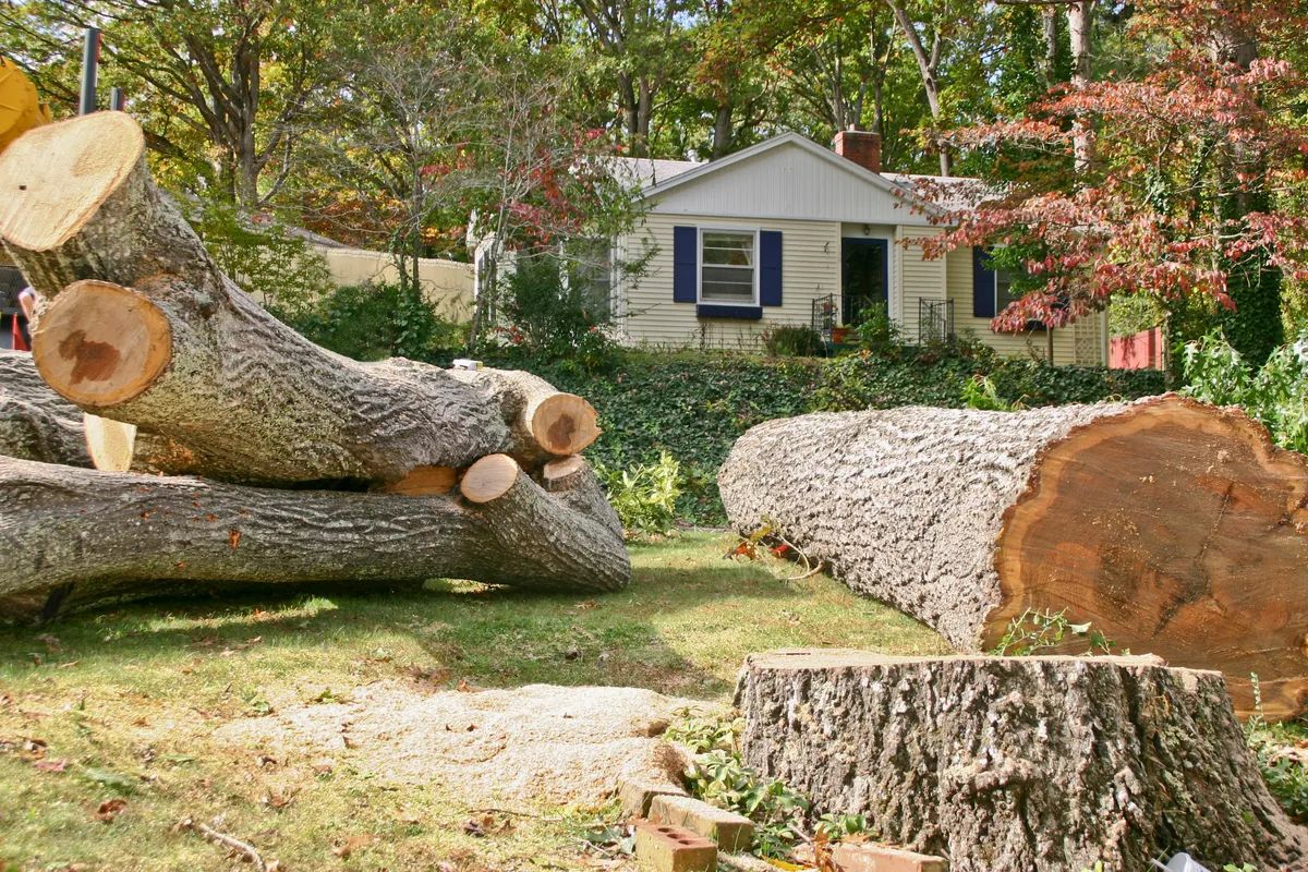 Large tree cut into sections in the yard of a home