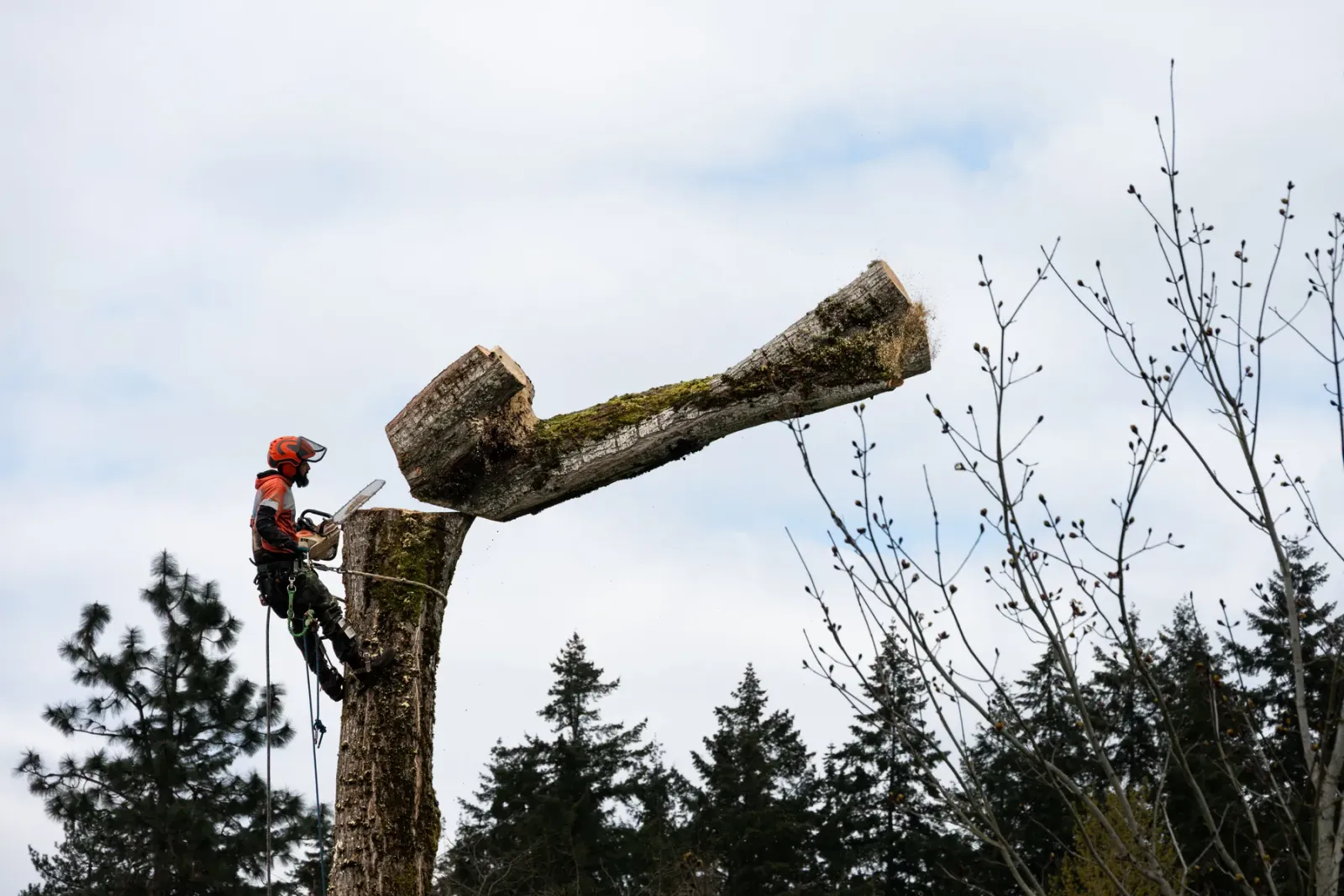 Tree climber taking down a large trunk section by section