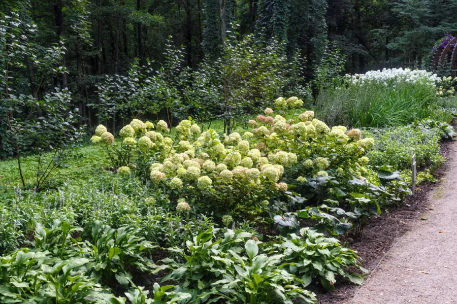 Layered perennial garden with flowering hydrangeas and a curved path