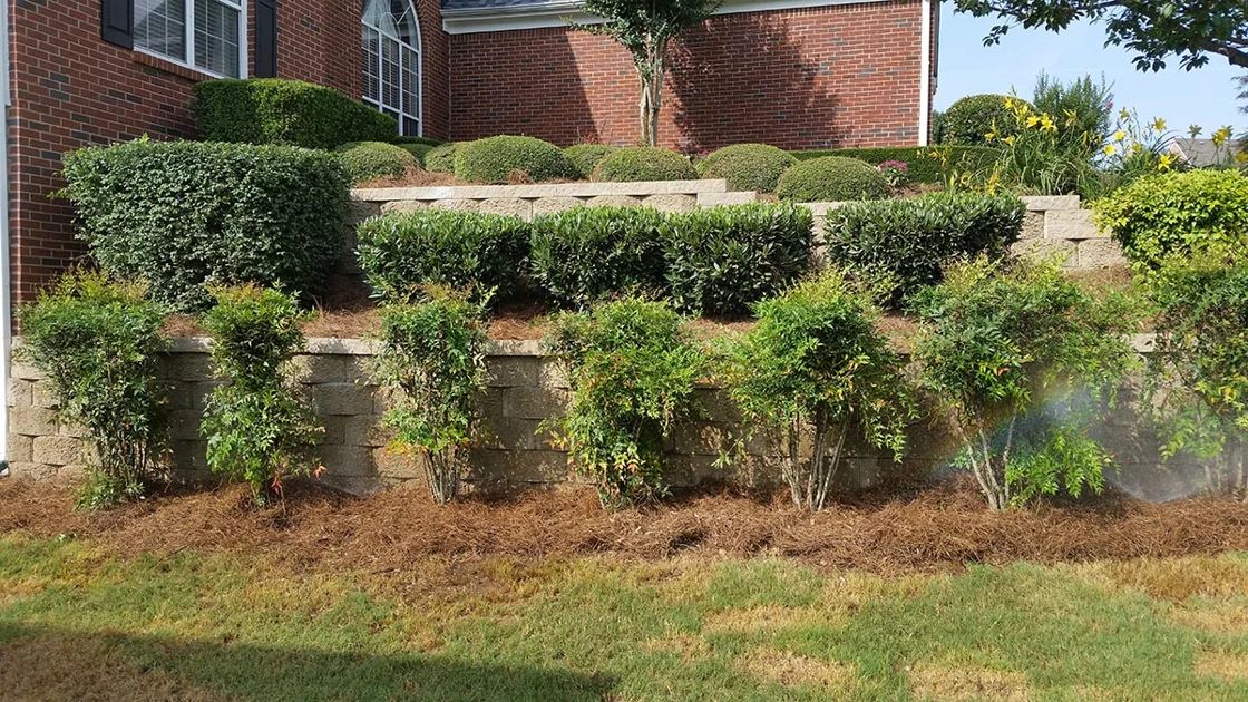 Stone garden wall supporting clipped hedges and established planting