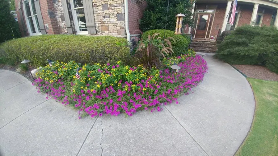 Colorful flower bed and clipped hedges beside a curved front walk