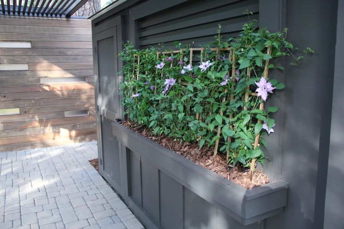 Built-in planter with flowering climbing vines beside a paved outdoor room