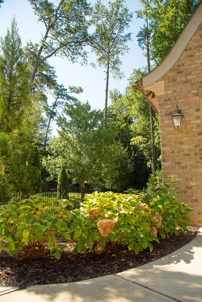 Flowering hydrangeas and established planting beside a landscaped home